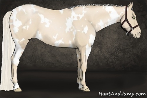 Horse Color:White Spotted Palomino Pearl Frame 
