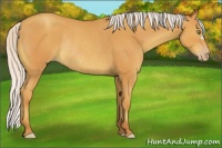 Horse Color:Silver Amber Champagne Rabicano 