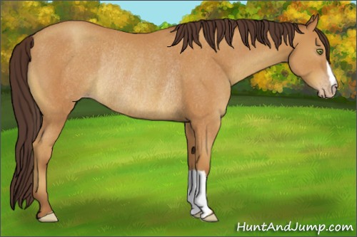 Horse Color:Amber Champagne Rabicano 