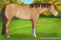 Horse Color:Amber Champagne Rabicano 