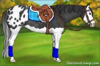 Horse Color:Black Splash Appaloosa 