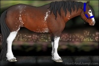 Horse Color:White Spotted Brown Appaloosa 