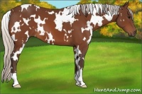 Horse Color:White Spotted Silver Bay 