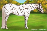 Horse Color:Chestnut Appaloosa