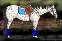 Horse Color:Bay Roan Appaloosa Rabicano 