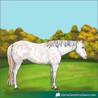 Horse Color:Red Roan Appaloosa Rabicano 