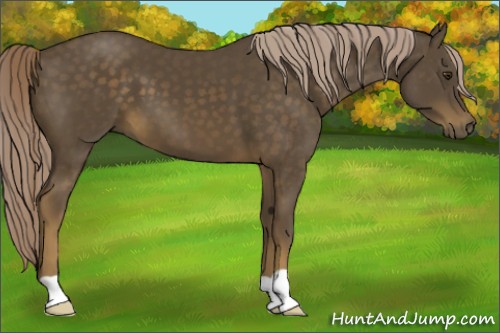 Horse Color:Chocolate Palomino 