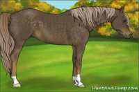 Horse Color:Chocolate Palomino 