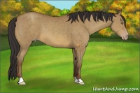 Horse Color:Sable Champagne 