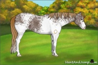 Horse Color:White Spotted Liver Chestnut Ice Appaloosa 