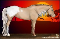 Horse Color:Silver Buckskin Pearl Appaloosa