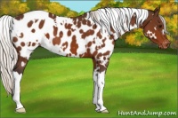 Horse Color:White Spotted Silver Brown Near Leopard