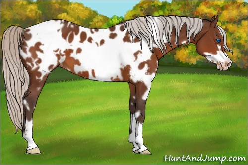 Horse Color:White Spotted Silver Brown Frame Appaloosa 