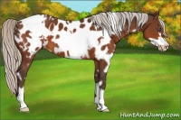 Horse Color:White Spotted Silver Brown Frame Appaloosa 