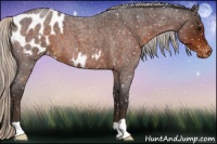 Horse Color:Silver Brown Roan Appaloosa 