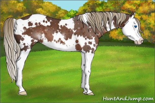 Horse Color:White Spotted Liver Chestnut Splash 