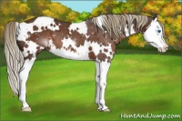 Horse Color:White Spotted Liver Chestnut Splash