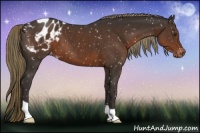 Horse Color:Liver Chestnut Appaloosa