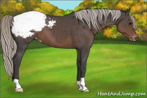 Horse Color:Silver Black Appaloosa 