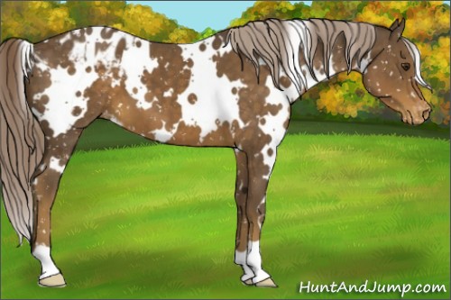 Horse Color:White Spotted Chocolate Palomino Appaloosa 