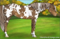 Horse Color:White Spotted Chocolate Palomino Snowflake Varnish 