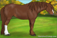 Horse Color:Gray Chestnut 