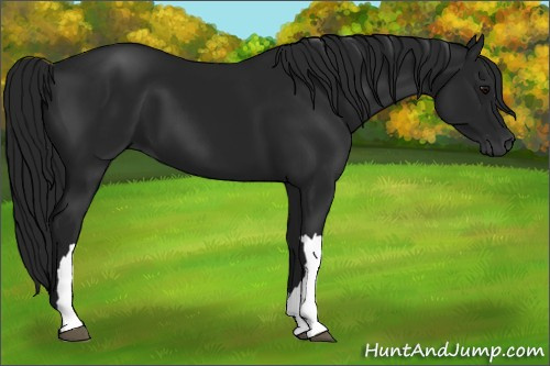 Horse Color:Gray Black 