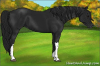 Horse Color:Gray Black 
