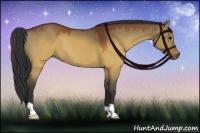 Horse Color:Brown Dun 