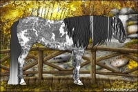 Horse Color:White Spotted Black Ice