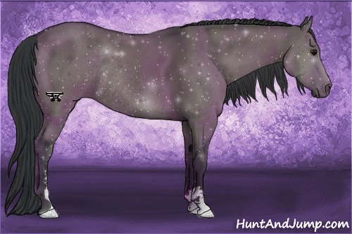 Horse Color:Grullo Sabino Rabicano 