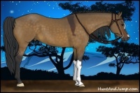 Horse Color:Bay Dun
