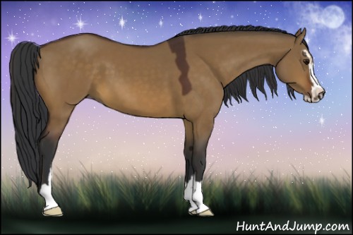 Horse Color:Bay Dun Sabino