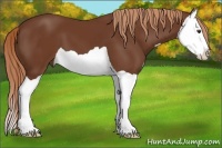 Horse Color:Chestnut Splash 
