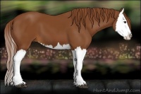 Horse Color:Chestnut Splash 