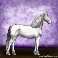 Horse Color:White Spotted Bay Tobiano Rabicano 