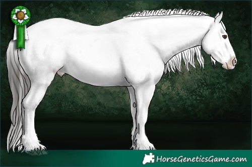 Horse Color:Liver Chestnut Sabino Appaloosa 
