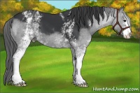 Horse Color:White Spotted Black Sabino