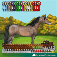 Horse Color:Brown Dun Sabino