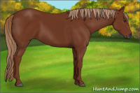 Horse Color:Gray Chestnut 