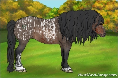 Horse Color:Brown Appaloosa  and Brown Dun 