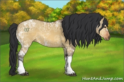 Horse Color:Bay Ice Dun 