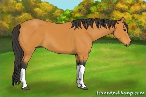 Horse Color:Buckskin 