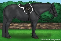 Horse Color:Black Chinchilla Rabicano 