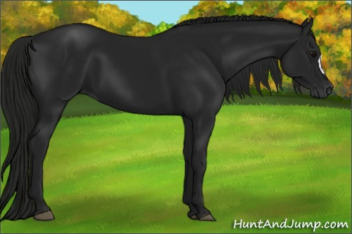 Horse Color:Gray Black 