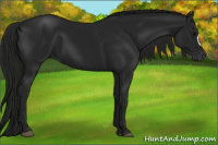 Horse Color:Gray Black 