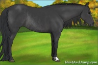 Horse Color:Black Rabicano 