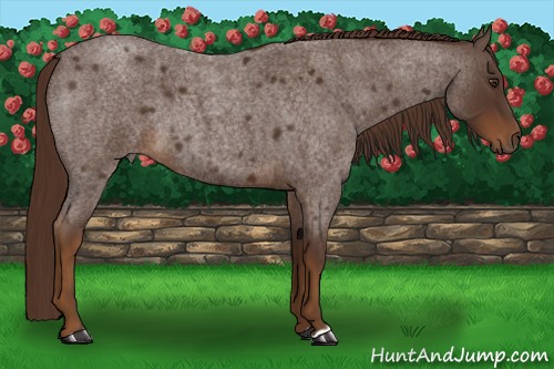 Horse Color:Liver Red Roan 