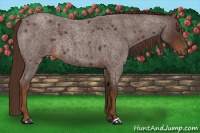 Horse Color:Liver Red Roan 