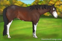 Horse Color:Bay Sabino 